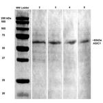 ASIC1 Antibody in Western Blot (WB)