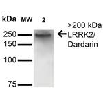 LRRK2 Antibody in Western Blot (WB)