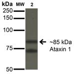 Ataxin 1 Antibody in Western Blot (WB)