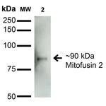 MFN2 Antibody in Western Blot (WB)