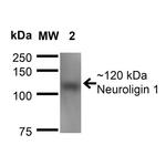 Neuroligin 1 Antibody in Western Blot (WB)