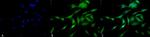 HSF1 Antibody in Immunocytochemistry (ICC/IF)