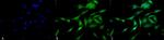 HSF1 Antibody in Immunocytochemistry (ICC/IF)