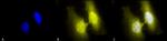 HSF1 Antibody in Immunocytochemistry (ICC/IF)