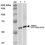 TCP1 Antibody in Western Blot (WB)