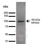 NPAS4 Antibody in Western Blot (WB)