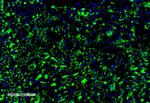 c-Fos Antibody in Immunohistochemistry (IHC)