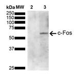 c-Fos Antibody in Western Blot (WB)