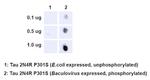 Phospho-Tau (Ser202, Thr205) Antibody in Dot Blot (DB)