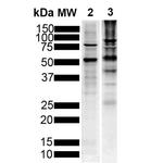 Tau Antibody in Western Blot (WB)