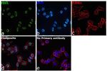 EZH1 Antibody in Immunocytochemistry (ICC/IF)