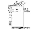 EZH1 Antibody in Western Blot (WB)