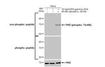 Phospho-PKR (Thr446) Antibody in Western Blot (WB)