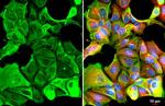 Cytokeratin 19 Antibody in Immunocytochemistry (ICC/IF)