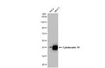 Cytokeratin 19 Antibody in Western Blot (WB)