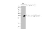 Strep Tag Antibody in Western Blot (WB)