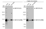 NOTCH1 Antibody in Western Blot (WB)