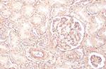 COL4A1 Antibody in Immunohistochemistry (Paraffin) (IHC (P))