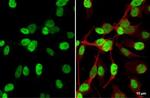 MYOD Antibody in Immunocytochemistry (ICC/IF)