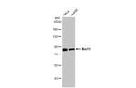 MRE11 Antibody in Western Blot (WB)