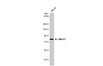 MRE11 Antibody in Western Blot (WB)