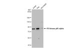 PI3K p85 alpha Antibody in Western Blot (WB)