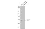 MURF1 Antibody in Western Blot (WB)