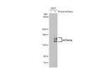 mCherry Antibody in Western Blot (WB)