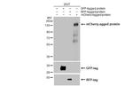 mCherry Antibody in Western Blot (WB)