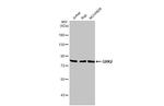 GRK2 Antibody in Western Blot (WB)