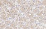 KPNA3 Antibody in Immunohistochemistry (Paraffin) (IHC (P))