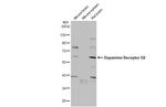 DRD2 Antibody in Western Blot (WB)