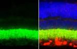 VGAT Antibody in Immunohistochemistry (Paraffin) (IHC (P))