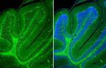 VGAT Antibody in Immunohistochemistry (Paraffin) (IHC (P))