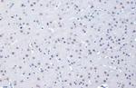 OGT Antibody in Immunohistochemistry (Paraffin) (IHC (P))