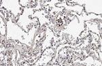 TREM2 Antibody in Immunohistochemistry (Paraffin) (IHC (P))