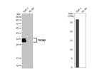 TREM2 Antibody in Western Blot (WB)