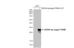 TREM2 Antibody in Western Blot (WB)