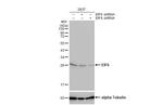 eIF6 Antibody in Western Blot (WB)