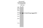 Epo Antibody in Western Blot (WB)