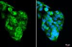 Transthyretin Antibody in Immunocytochemistry (ICC/IF)