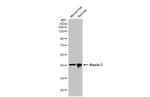 Ataxin 3 Antibody in Western Blot (WB)