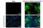 SARS-CoV-2 ORF9b Antibody in Immunocytochemistry (ICC/IF)