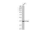 FAH Antibody in Western Blot (WB)