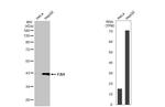 FAH Antibody in Western Blot (WB)