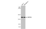 HYOU1 Antibody in Western Blot (WB)