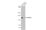 HYOU1 Antibody in Western Blot (WB)