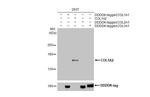 COL1A2 Antibody in Western Blot (WB)