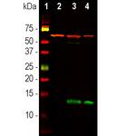 FABP7 Antibody in Western Blot (WB)