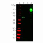 Cas9 Antibody in Western Blot (WB)